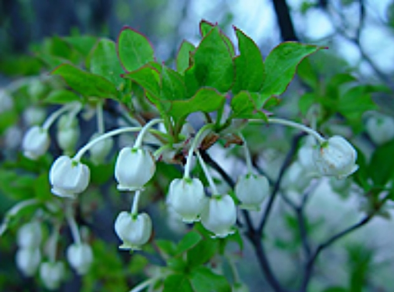 White bell-shaped flowers with green leaves. White bell-shaped flowers with green leaves.