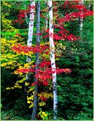 Birch trees with vibrant autumn leaves. Birch trees with vibrant autumn leaves.