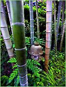 Bamboo forest with stone lantern. Bamboo forest with stone lantern.