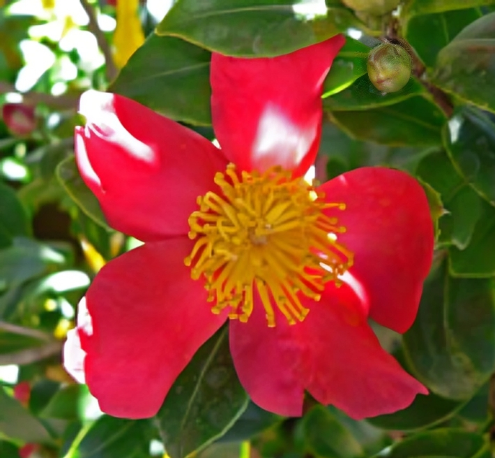 Bright pink flower with green leaves background. Bright pink flower with green leaves background.