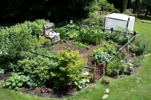 Lush vegetable garden with surrounding greenery.