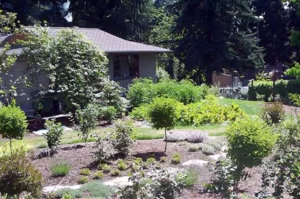 Lush backyard garden with trees and plants.