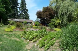 Garden with vegetables and trees near house.