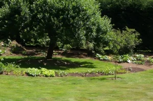 Garden with lush tree and green plants.