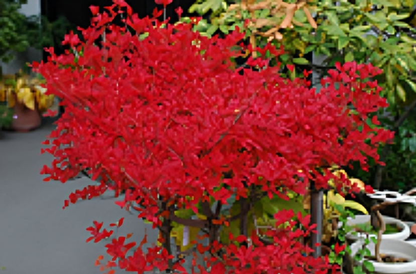 Bright red plant with vibrant foliage. Bright red plant with vibrant foliage.