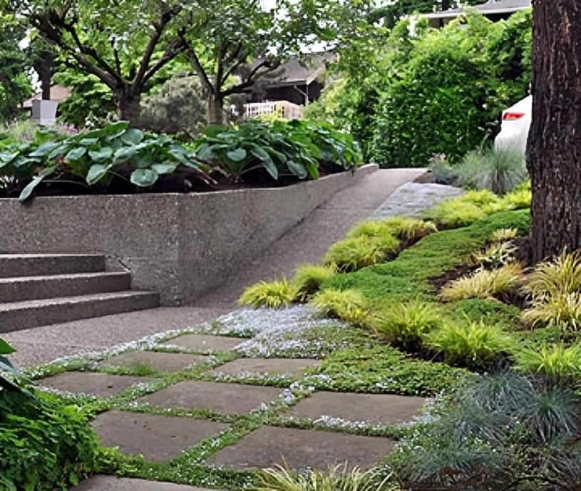 Modern garden with pathway and lush greenery.