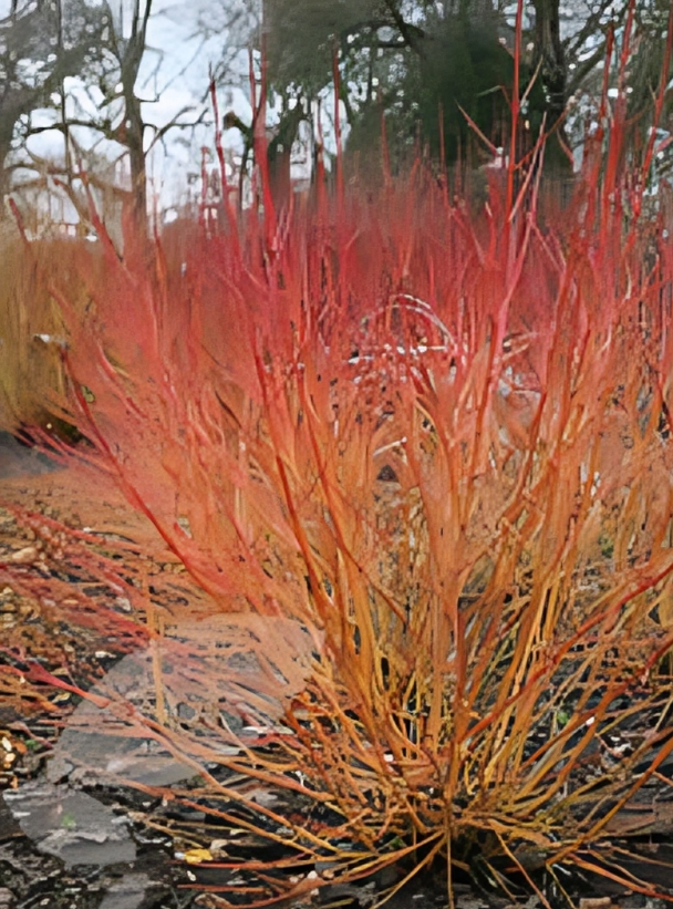 Vibrant red and orange winter shrubs. Vibrant red and orange winter shrubs.