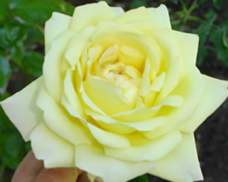 Yellow rose in full bloom, close-up. Yellow rose in full bloom, close-up.
