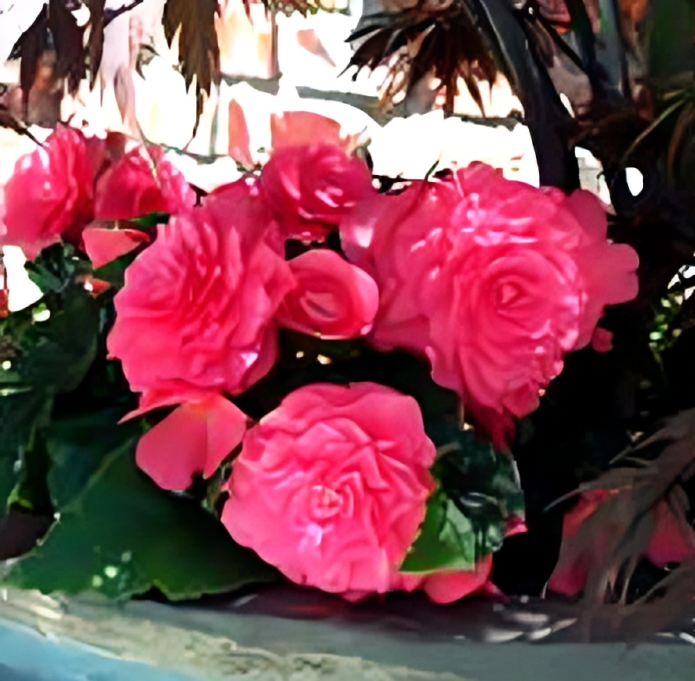 Pink roses in a decorative arrangement.