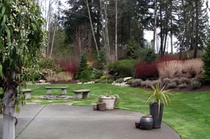 Backyard garden with trees and potted plants.