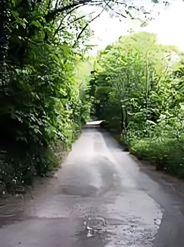 Narrow road surrounded by lush green trees. Narrow road surrounded by lush green trees.