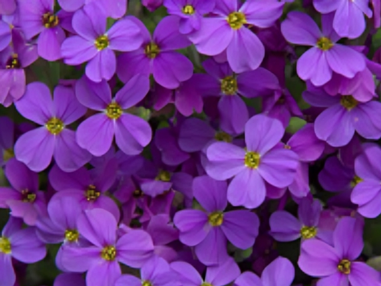 Purple flowers in full bloom, close-up. Purple flowers in full bloom, close-up.