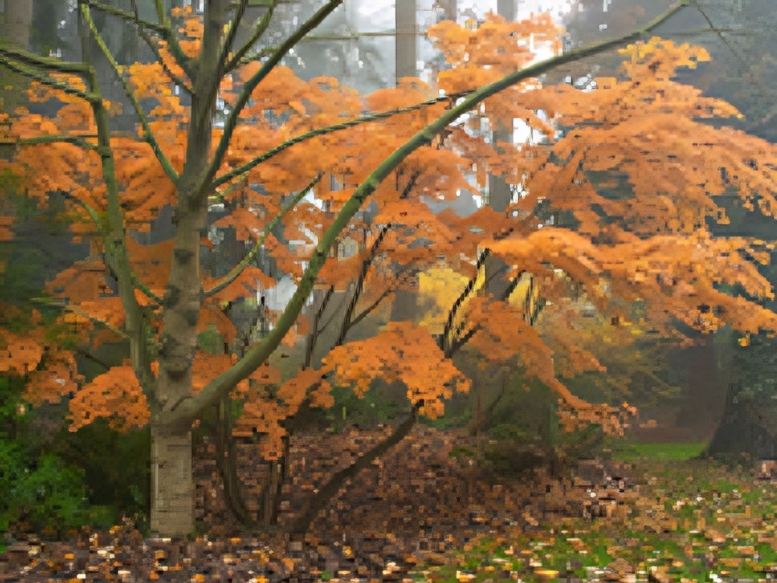 Foggy forest with vibrant orange autumn leaves. Foggy forest with vibrant orange autumn leaves.
