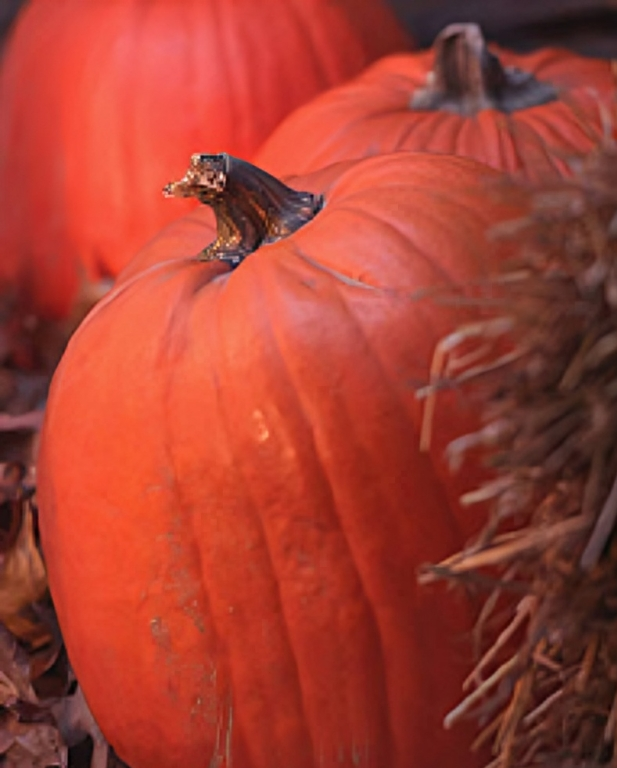 Orange pumpkins with hay in autumn setting. Orange pumpkins with hay in autumn setting.