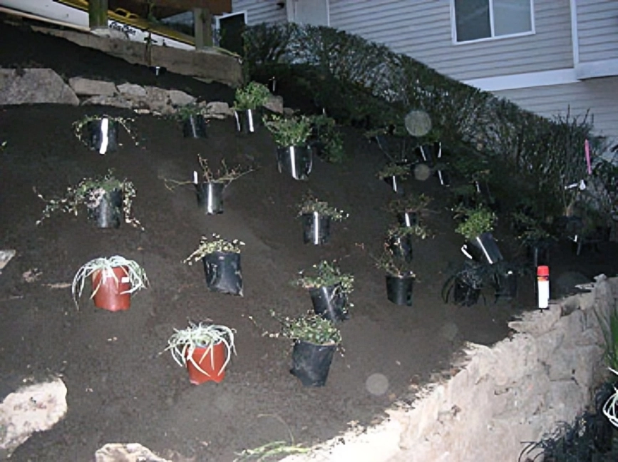 Plants in pots on a sloped garden.