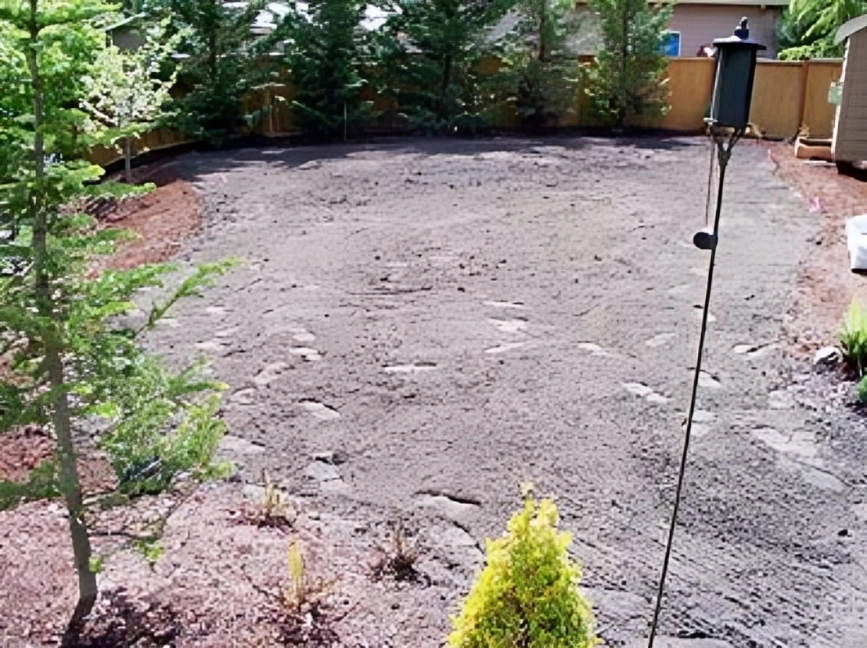 Bare backyard with surrounding trees and lamp.