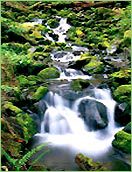 Waterfall flowing over mossy rocks in forest. Waterfall flowing over mossy rocks in forest.