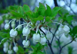 White bell-shaped flowers with green leaves. White bell-shaped flowers with green leaves.