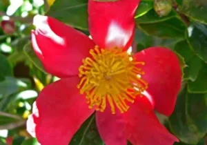 Bright pink flower with green leaves background.