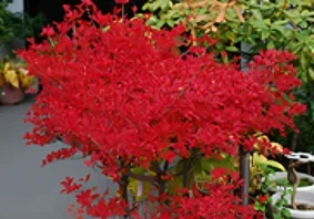 Bright red plant with vibrant foliage.