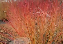 Vibrant red and orange winter shrubs.