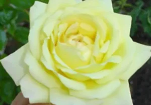 Yellow rose in full bloom, close-up. Yellow rose in full bloom, close-up.
