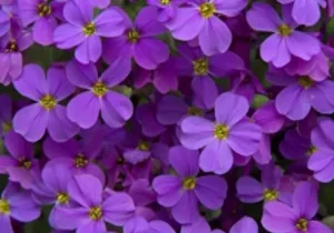 Purple flowers in full bloom, close-up. Purple flowers in full bloom, close-up.