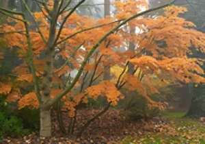 Foggy forest with vibrant orange autumn leaves.