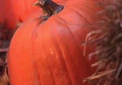 Orange pumpkins with hay in autumn setting.