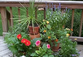 Potted flowers and plants on wooden deck.